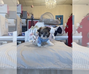 Biewer Yorkie Puppy for sale in SOUTHFIELD TOWNSHIP, MI, USA