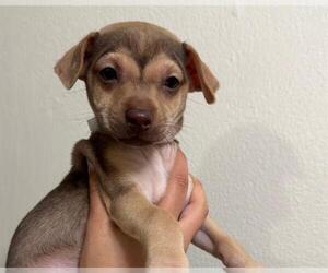 Mutt Dogs for adoption in Martinez, CA, USA