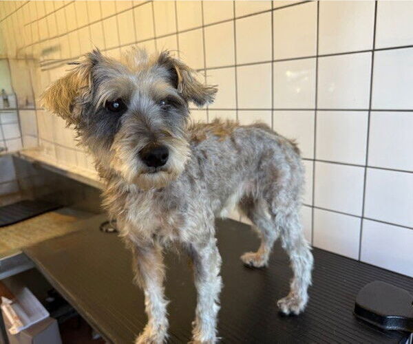 Medium Photo #1 Mutt Puppy For Sale in Downey, CA, USA