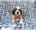 Small #1 Lhasa Apso