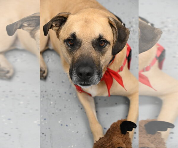 Medium Photo #1 Black Mouth Cur-Unknown Mix Puppy For Sale in Wakefield, RI, USA