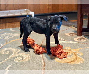 Labrador Retriever-Unknown Mix Dogs for adoption in San Diego, CA, USA