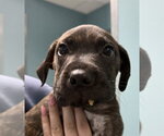 Small Chinese Shar-Pei Mix