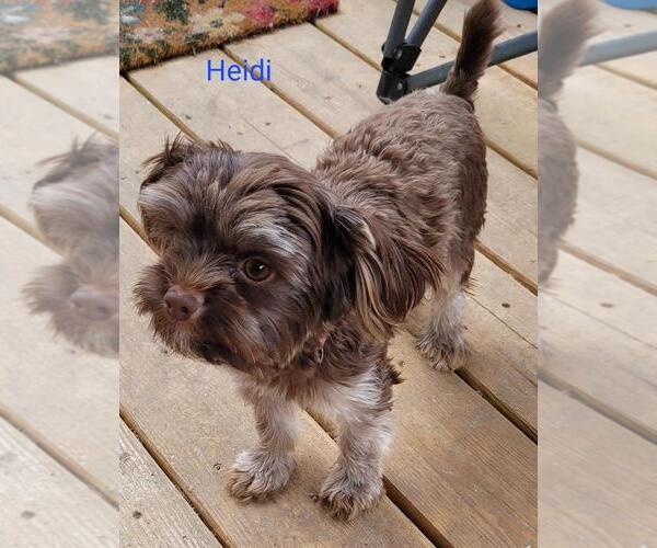 Medium Photo #1 Yorkshire Terrier Puppy For Sale in CONKLIN, NY, USA