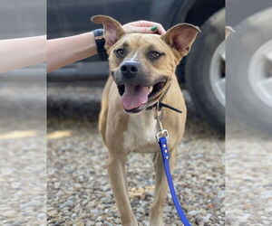 Darling - Female Whippet Dog for Adoption - Photo #2