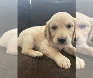 English Cream Golden Retriever Puppy for sale in MERIDIAN, ID, USA