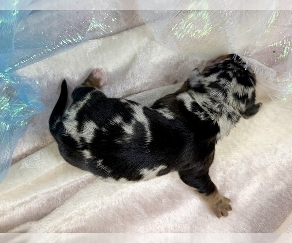 Medium Photo #4 Dachshund Puppy For Sale in CASSVILLE, MO, USA