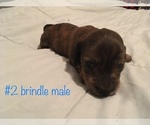 Small #1 Dachshund