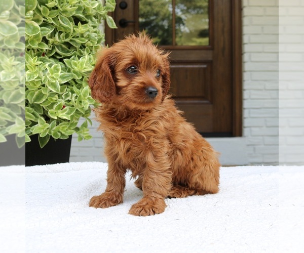 Medium Photo #2 Cavapoo (Miniature) Puppy For Sale in NARVON, PA, USA