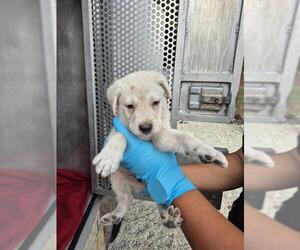 Labrador Retriever-Unknown Mix Dogs for adoption in San Antonio, TX, USA