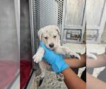 Small Labrador Retriever Mix