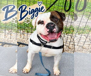 American Bulldog Dogs for adoption in Jackson , NJ, USA