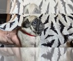 Puppy Puppy 6 Pug