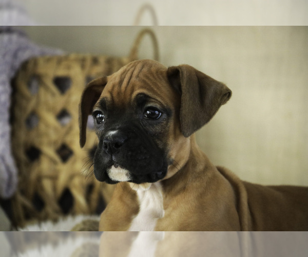 Medium Photo #4 Boxer Puppy For Sale in SHIPSHEWANA, IN, USA