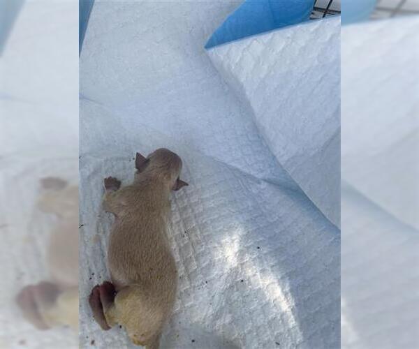 Medium Photo #1 Chihuahua Puppy For Sale in Houston, TX, USA