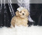 Small #3 Maltipoo