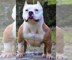 Small Photo #1 American Bully Puppy For Sale in SYLACAUGA, AL, USA