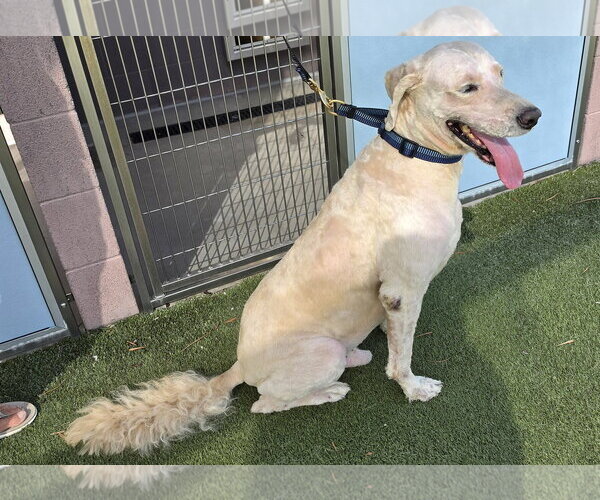 Medium Photo #3 Golden Retriever-Unknown Mix Puppy For Sale in Glendale , AZ, USA