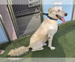 Small Photo #3 Golden Retriever-Unknown Mix Puppy For Sale in Glendale , AZ, USA