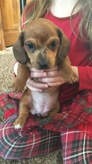 Dachshund Puppy for sale in SPRINGVILLE, NY, USA