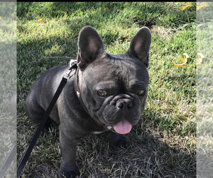 Father of the French Bulldog puppies born on 06/28/2021