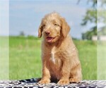 Small Photo #3 Labradoodle-Poodle (Standard) Mix Puppy For Sale in BINO, PA, USA