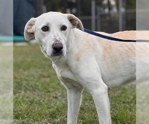 Labrador Retriever-Unknown Mix Dogs for adoption in Conroe, TX, USA
