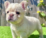 Small #1 French Bulldog