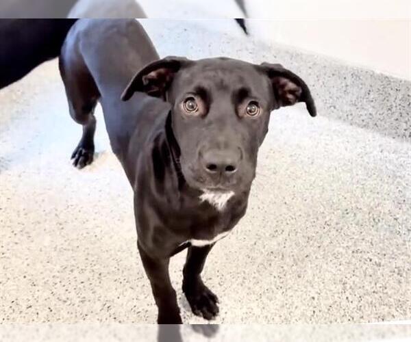 Medium Photo #3 American Pit Bull Terrier-Labrador Retriever Mix Puppy For Sale in Houston, TX, USA