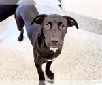 Small #2 American Pit Bull Terrier-Labrador Retriever Mix