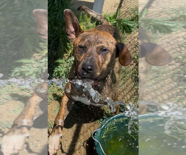 Medium Photo #1 Mountain Cur-Unknown Mix Puppy For Sale in Rutledge, TN, USA