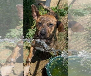 Mountain Cur-Unknown Mix Dogs for adoption in Rutledge, TN, USA