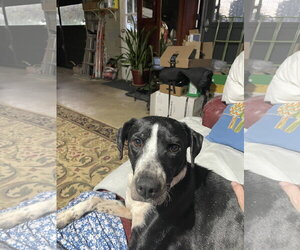 Zoey - Female Labrador Retriever-Unknown Mix Dog for Adoption - Photo #2