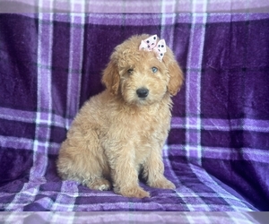 Goldendoodle (Miniature) Puppy for sale in LAKELAND, FL, USA