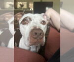 Small #2 American Pit Bull Terrier Mix