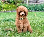 Small Photo #9 Poodle (Miniature) Puppy For Sale in KEIZER, OR, USA