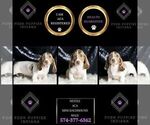Small Photo #61 Dachshund Puppy For Sale in WARSAW, IN, USA