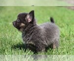 Small #16 Chihuahua