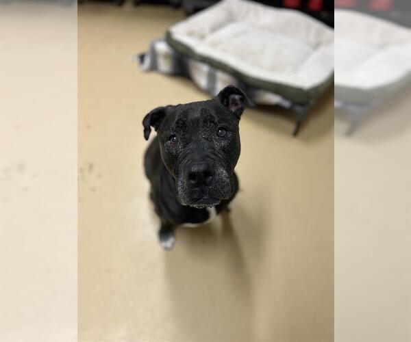 Medium Photo #1 American Pit Bull Terrier Puppy For Sale in Chula Vista, CA, USA