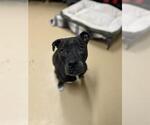 Small American Pit Bull Terrier