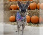 Small German Shepherd Dog