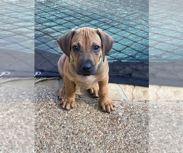 Medium Photo #21 Rhodesian Ridgeback Puppy For Sale in KELLER, TX, USA