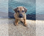 Small #20 Rhodesian Ridgeback