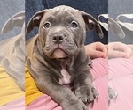 Small #2 American Bully