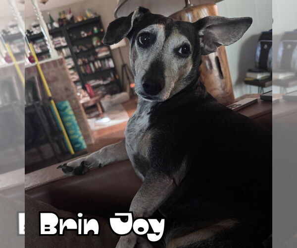 Medium Photo #8 Dachshund Puppy For Sale in San Antonio, TX, USA