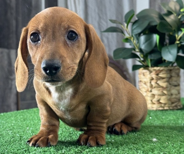Medium Photo #6 Dachshund Puppy For Sale in CANOGA, NY, USA