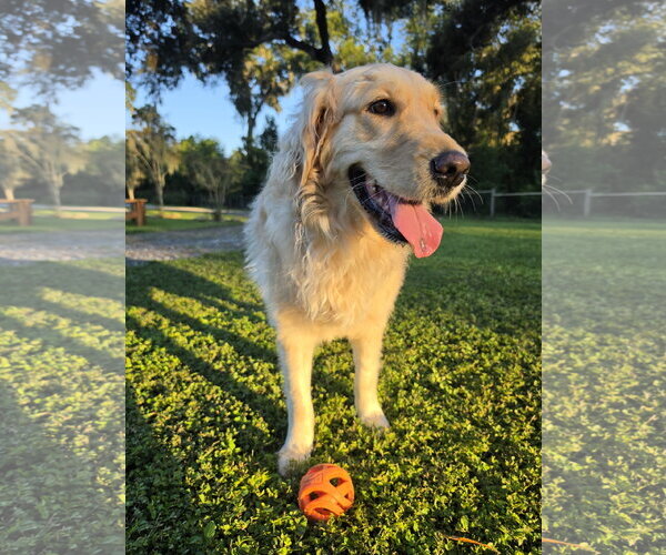 Medium Photo #1 Golden Retriever Puppy For Sale in Valrico, FL, USA