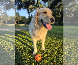 Golden Retriever Dogs for adoption in Valrico, FL, USA