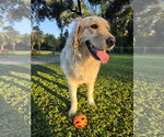 LILO - Female Golden Retriever Dog for Adoption - Small photo