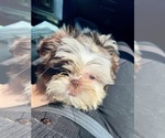 Small #1 Shih Tzu